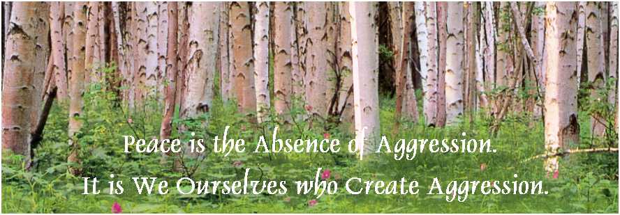 Forst of silver birches.